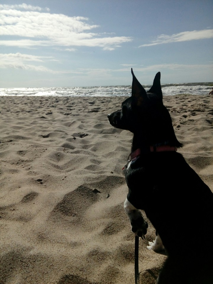 sea dog
