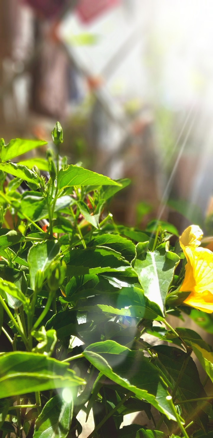 sunshine