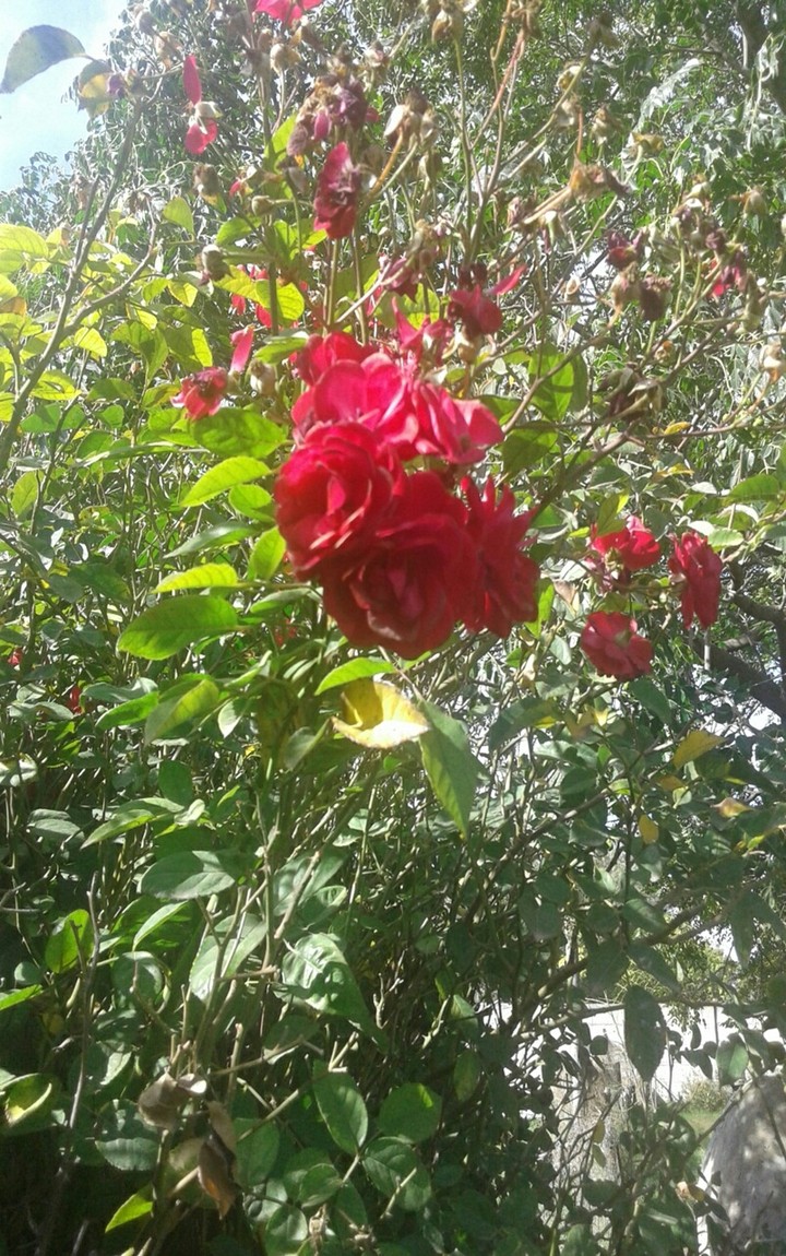 Rosas en casa