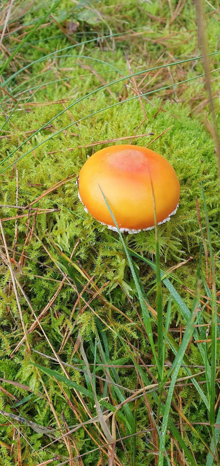 Pilze