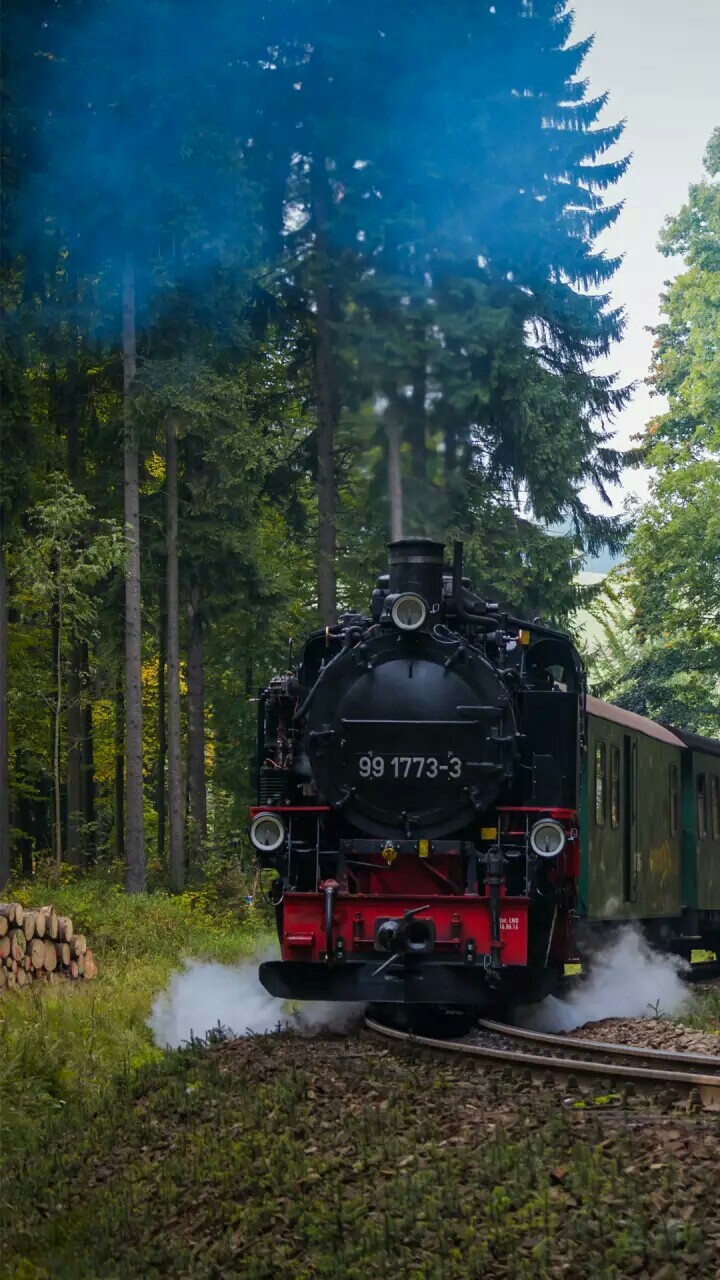 train going in the jungle