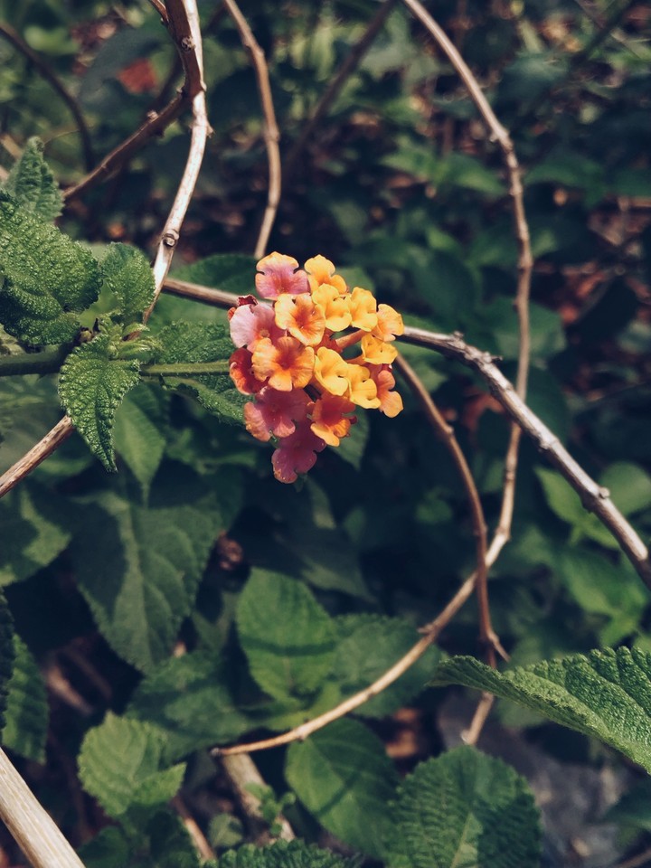 flower