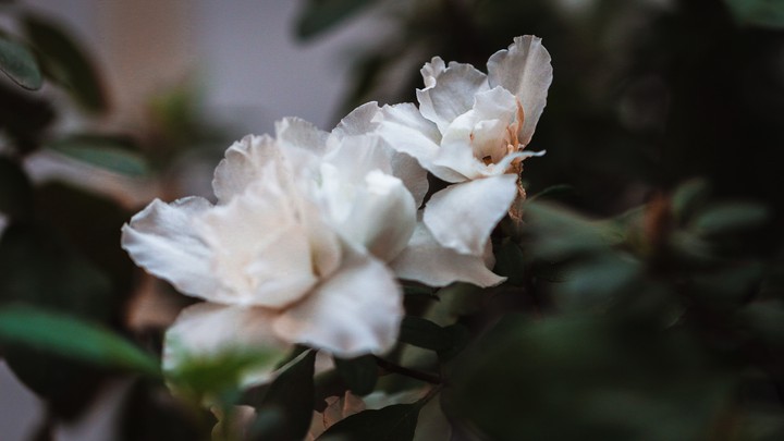 Hortus