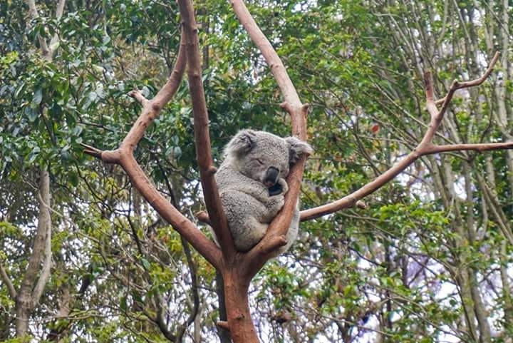 Koala