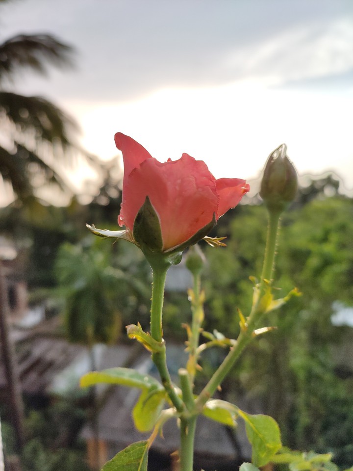 Rose.. Click : BY ME..