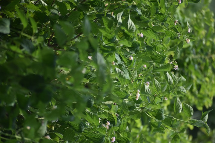 green plants