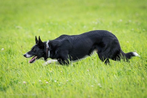 If It's Not A Broder Collie iIt's Just A Dog