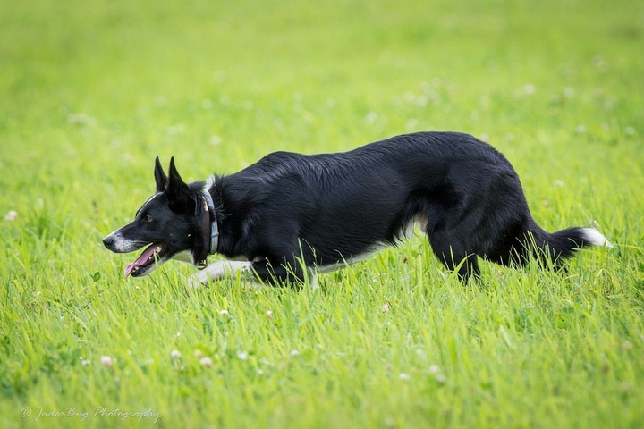 If It's Not A Broder Collie iIt's Just A Dog