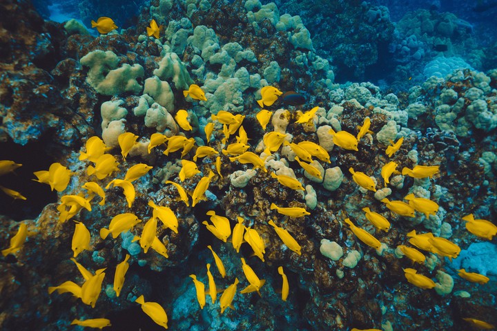 Under water World