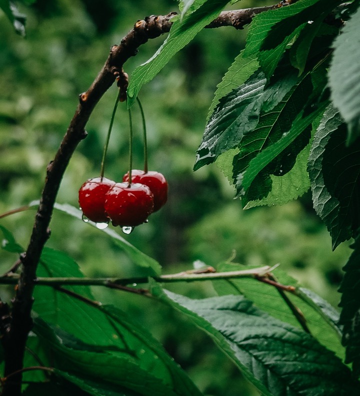 cherry
