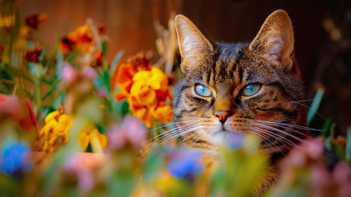 cat
