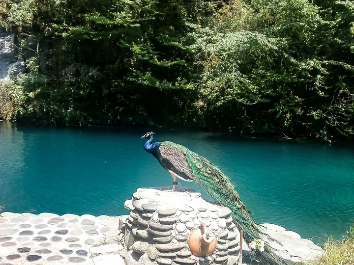 Peacock