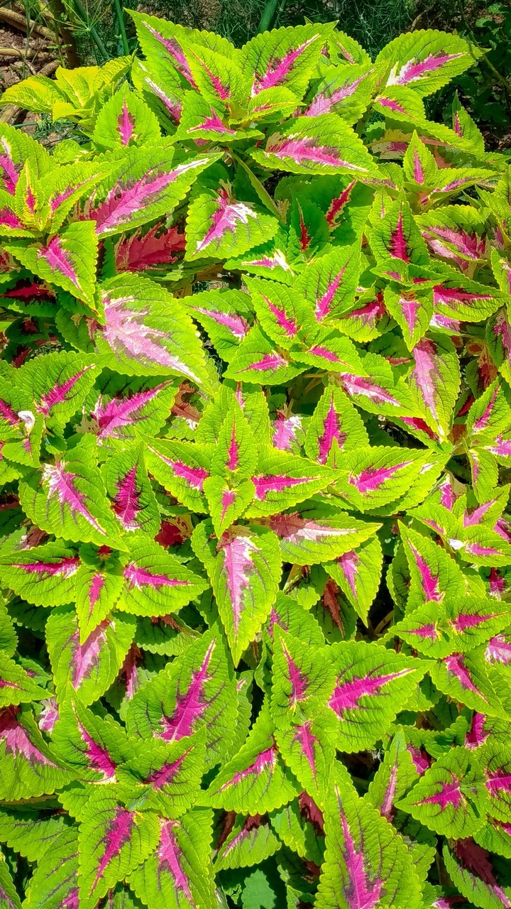 Flowers