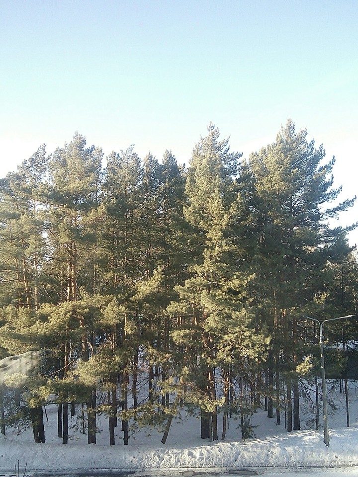 лес