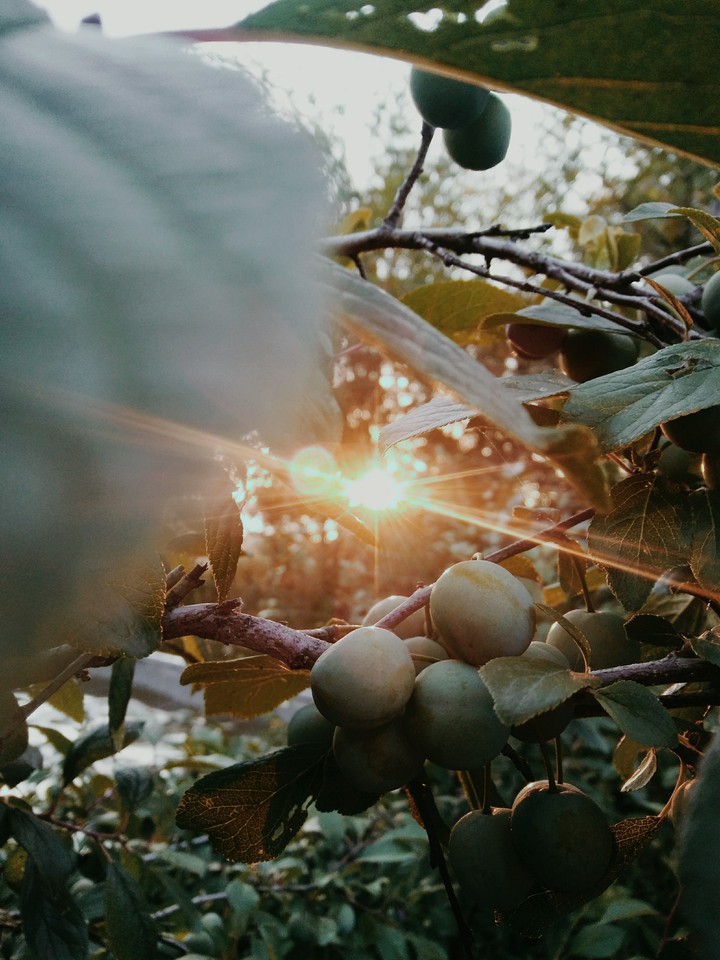 Plum