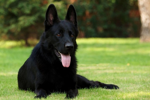 Black German Shepherd
