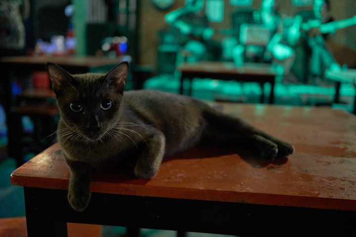 cat.