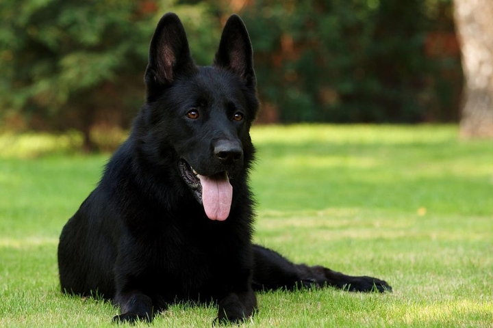 Black German Shepherd