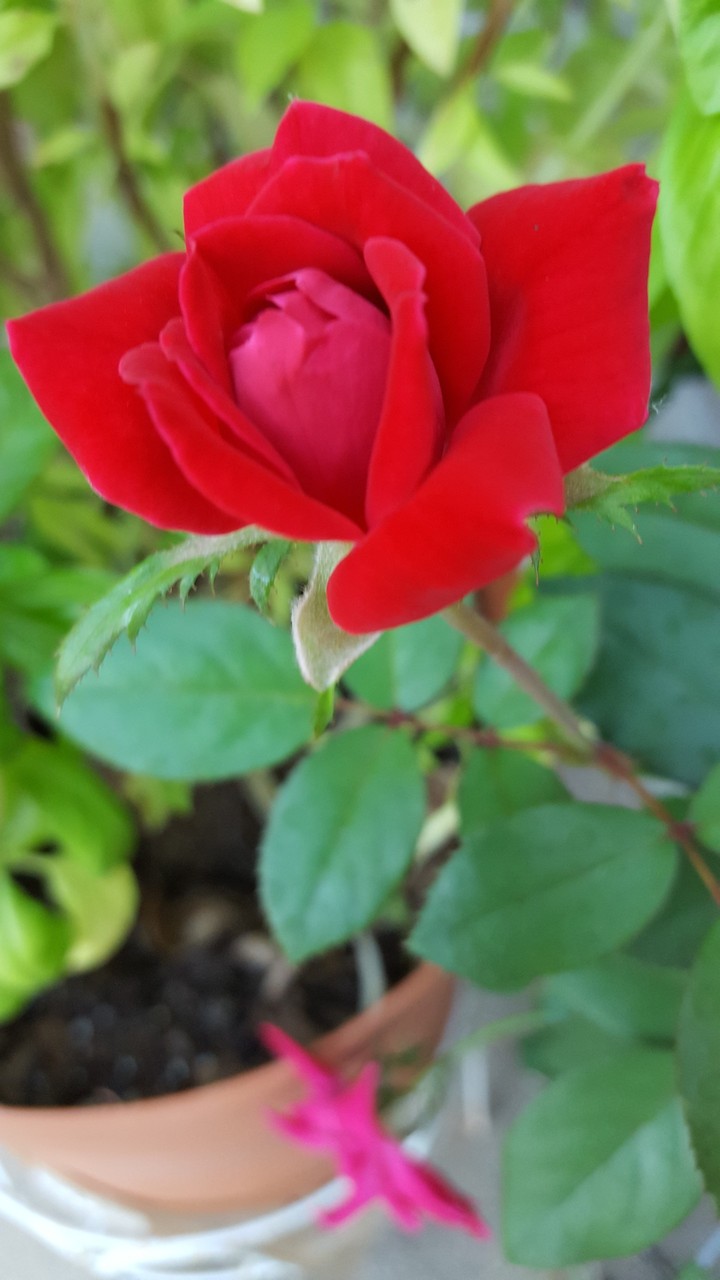 Mini red rose