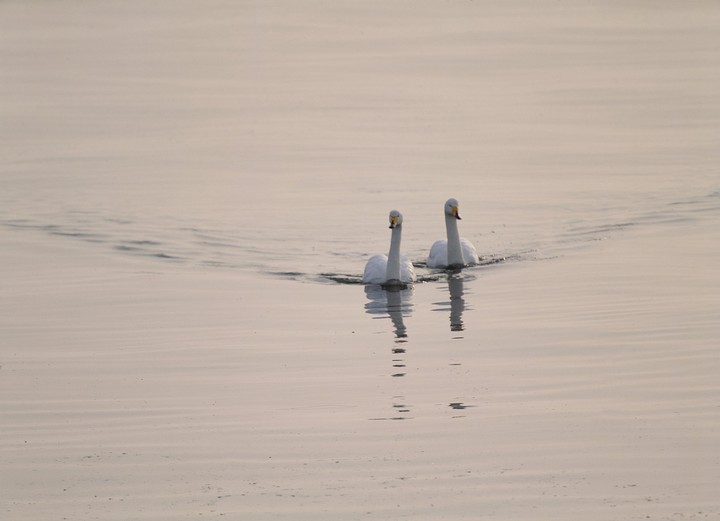 Birds