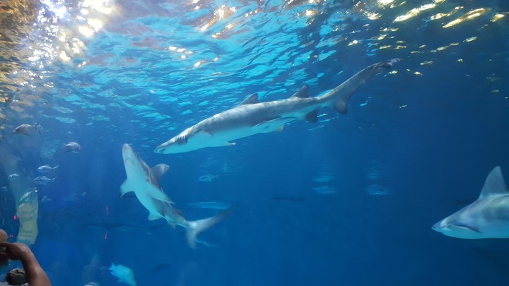Here fishy, fishy, fishy...