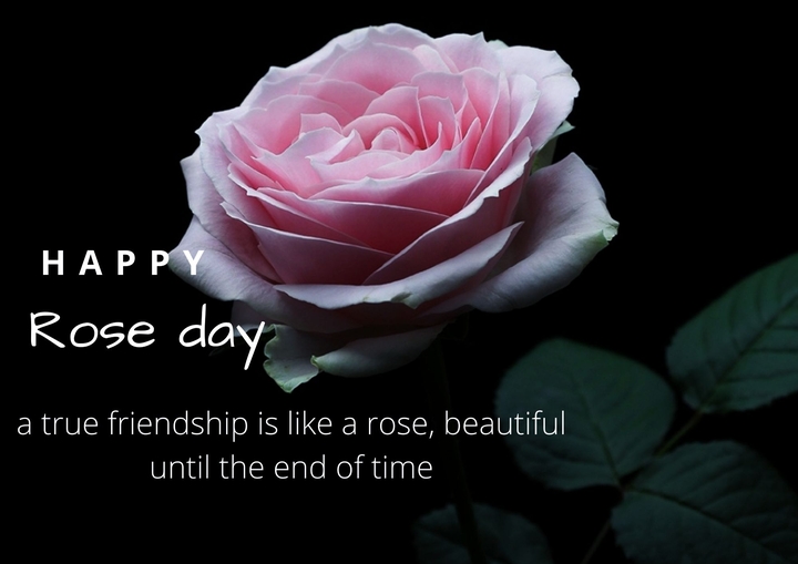 Rose day