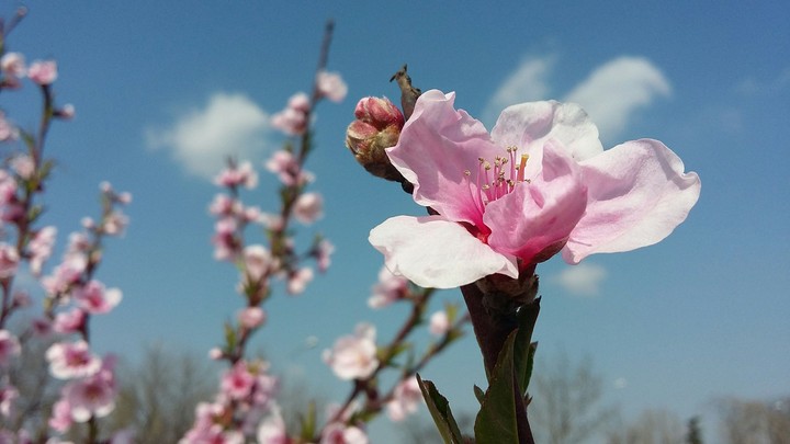 Blooming tree