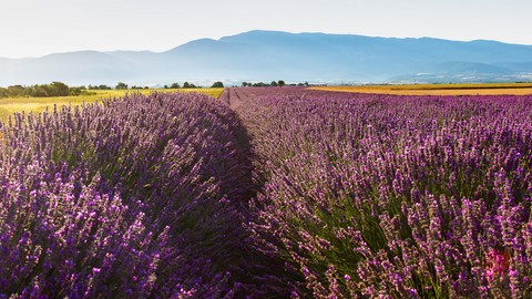 обои Plantation, hill
