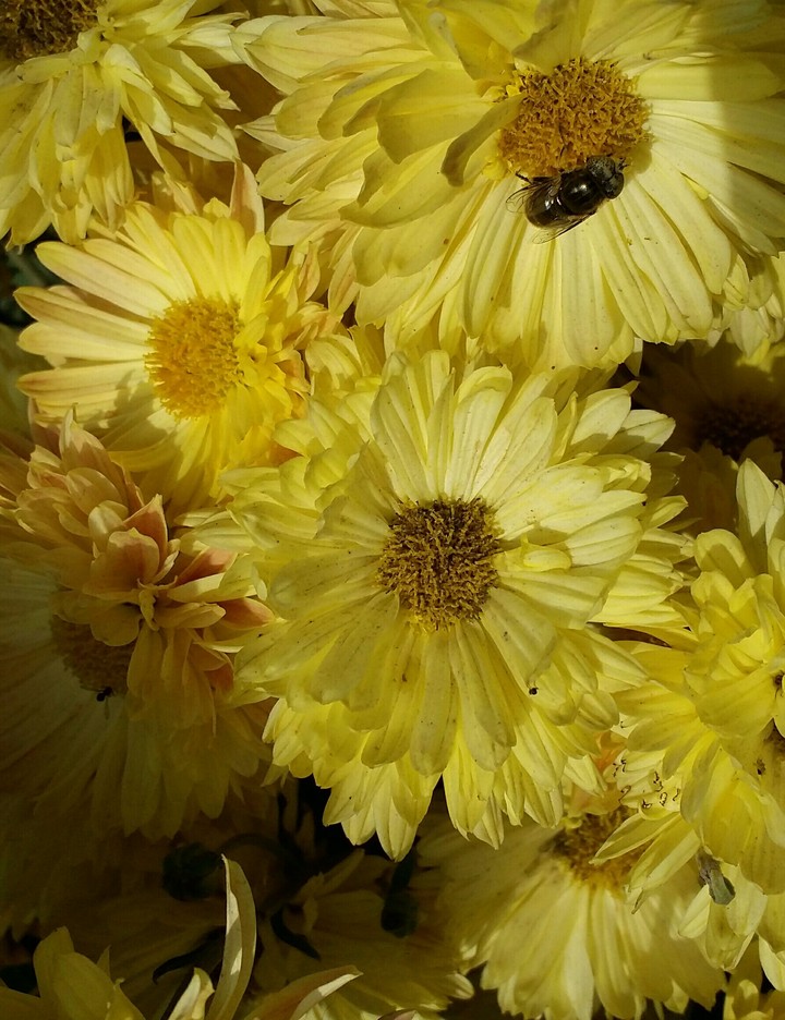 Yellow flowers