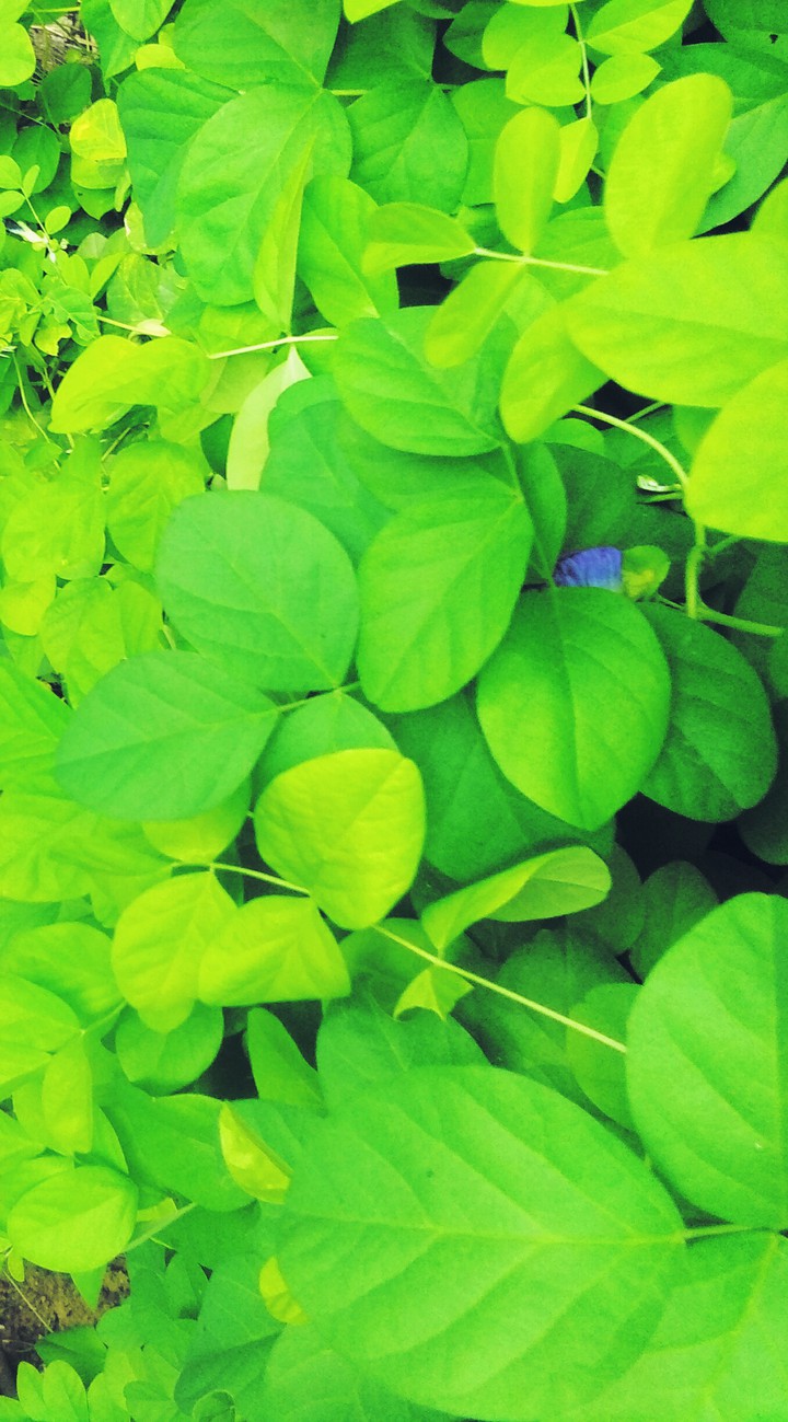 green leaf