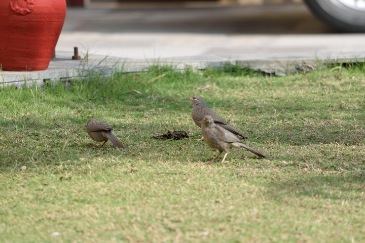 birds