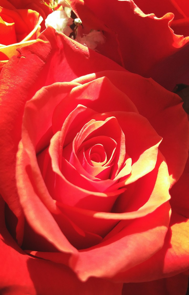 rose