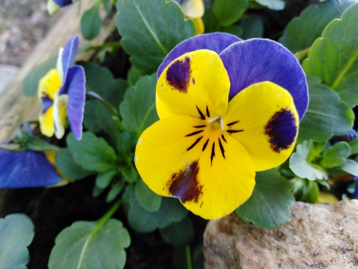 Viola, Hornveilchen