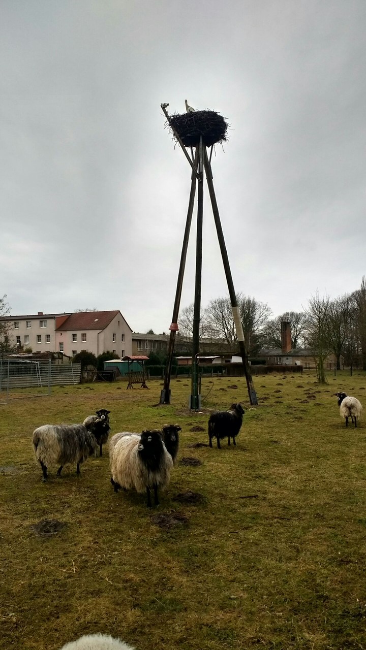 Wiesenhorst in Loburg mit Storch Magnus