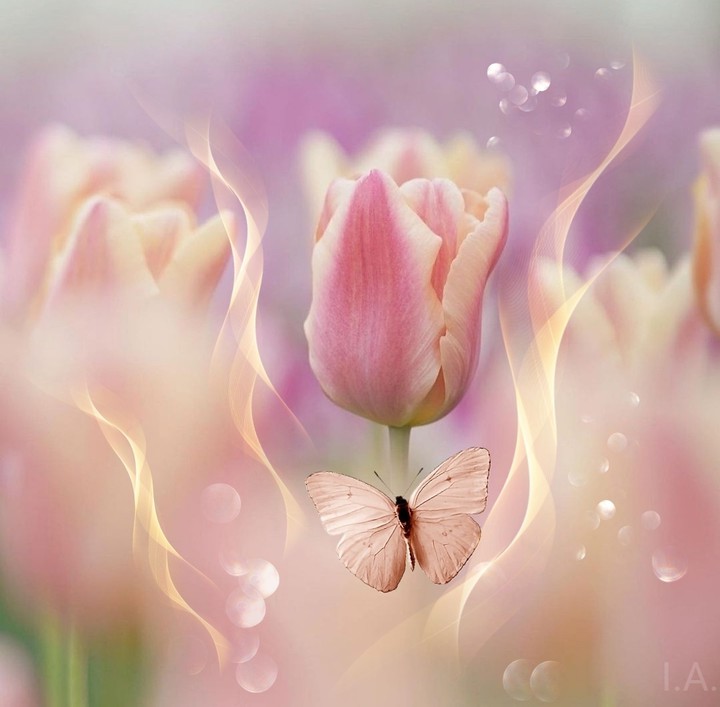 delicate tulip ...