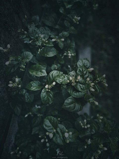 jasmin ?