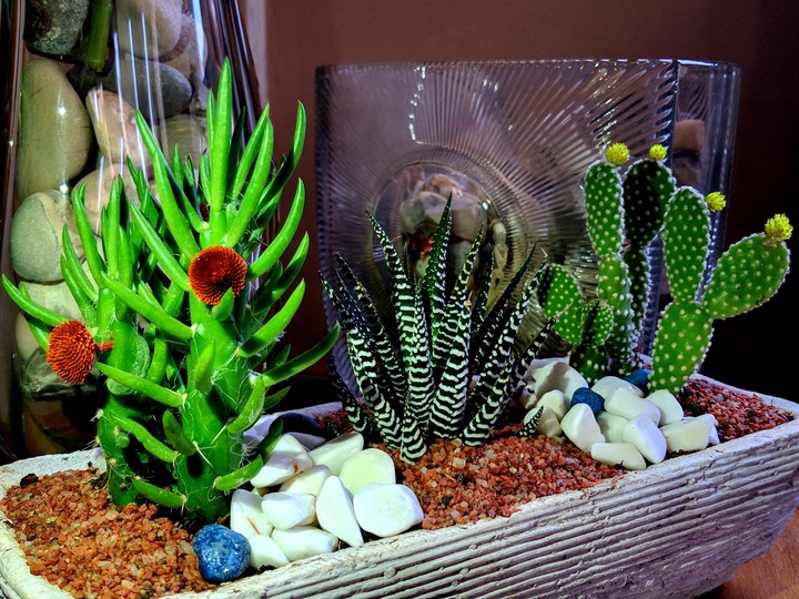 real cactus