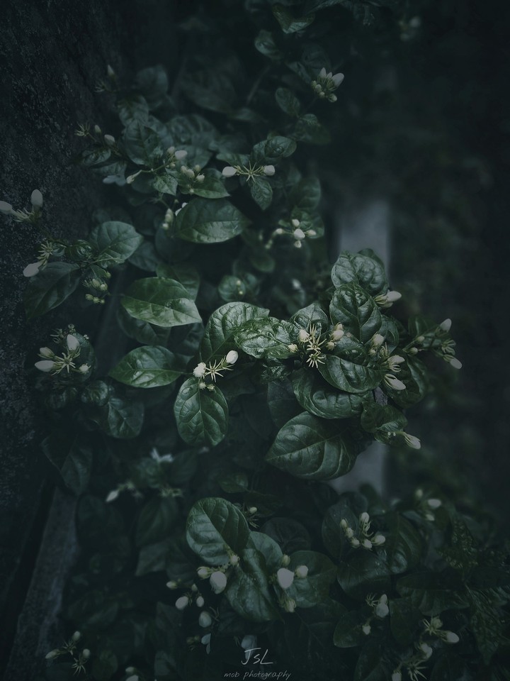 jasmin ?
