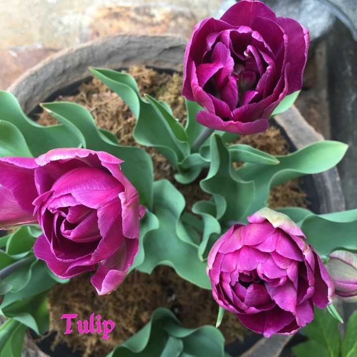 tulip