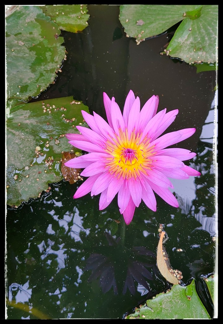 Flower