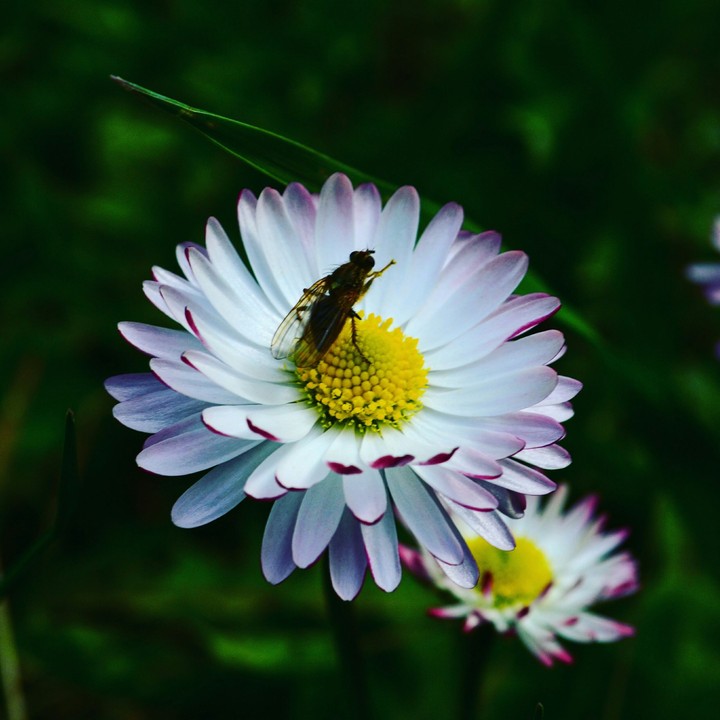 Daisy
