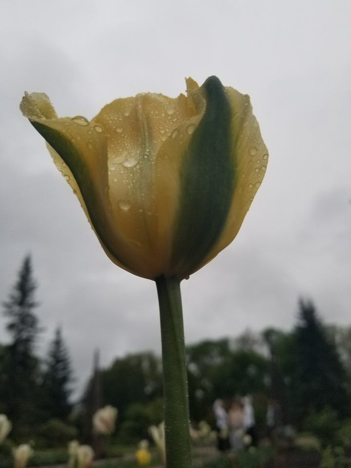 Yellow Flower