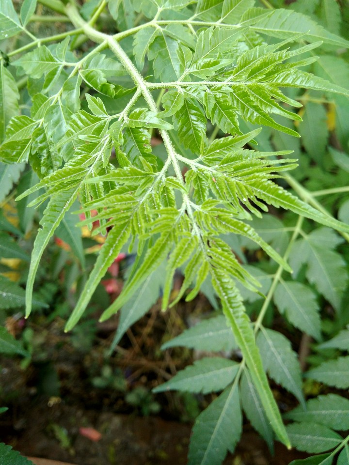 leaf live green