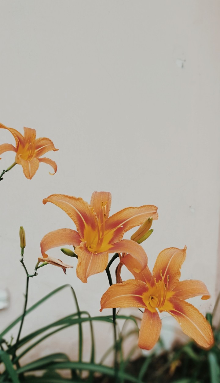 flowers