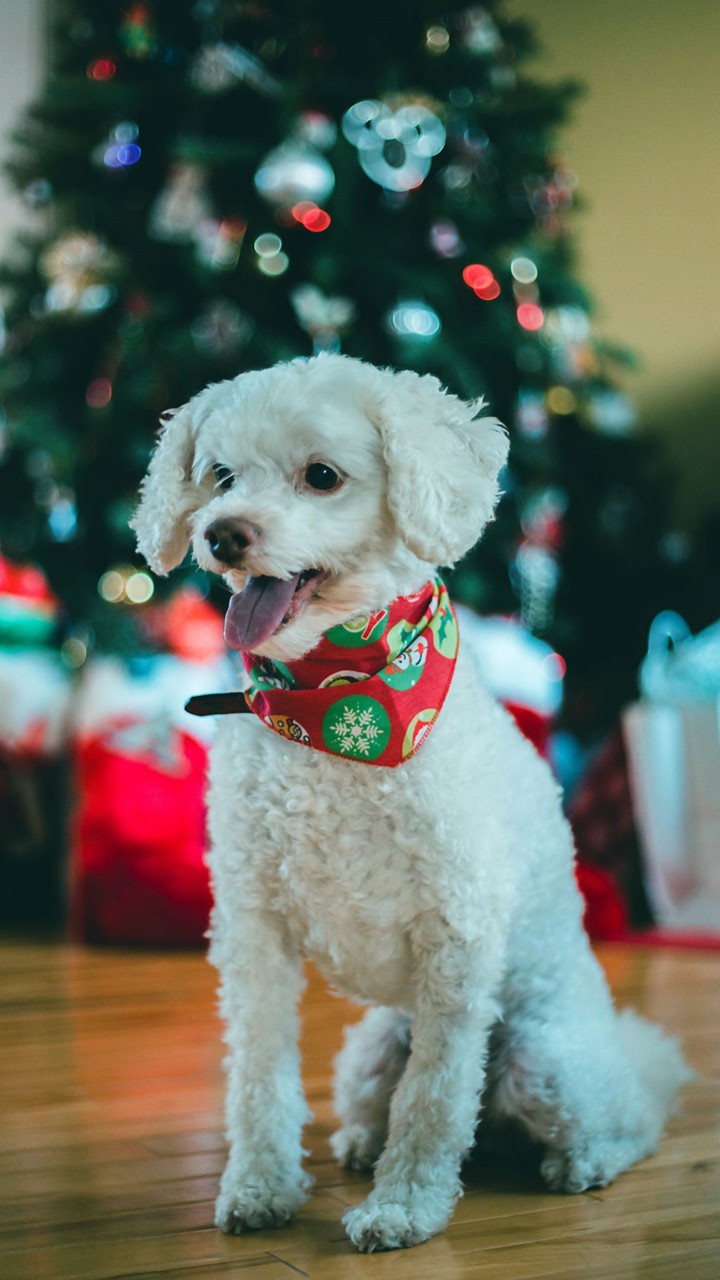 aesthetic dog 3.0