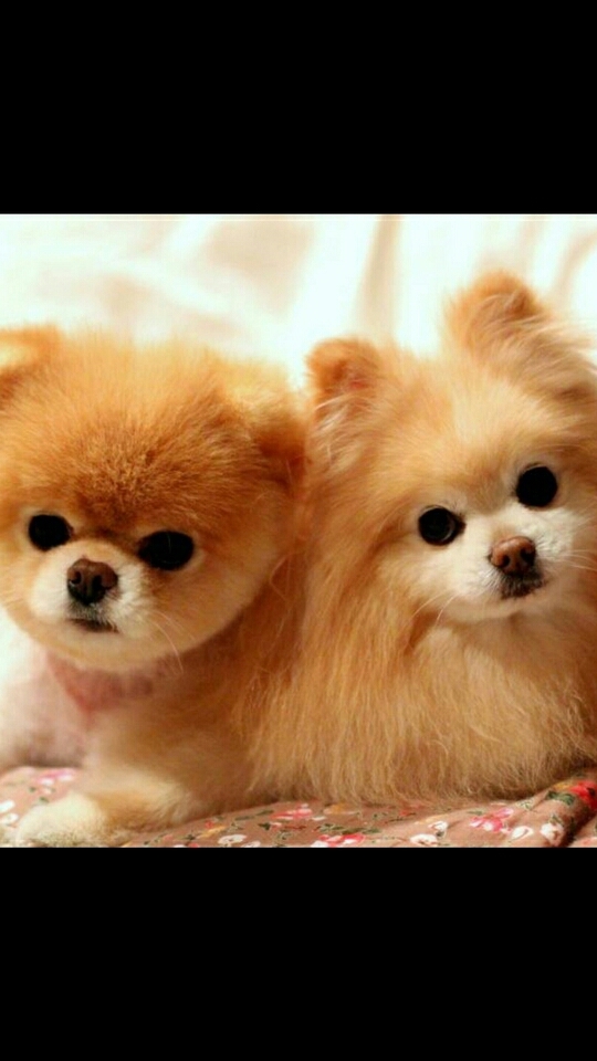 hunde