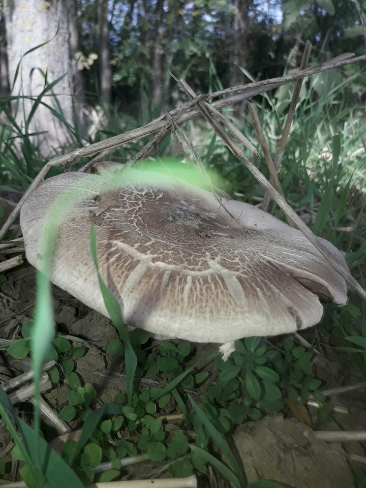 Mushrooms