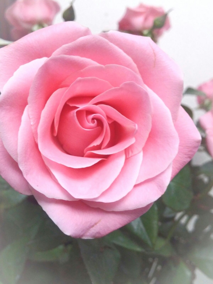 rose