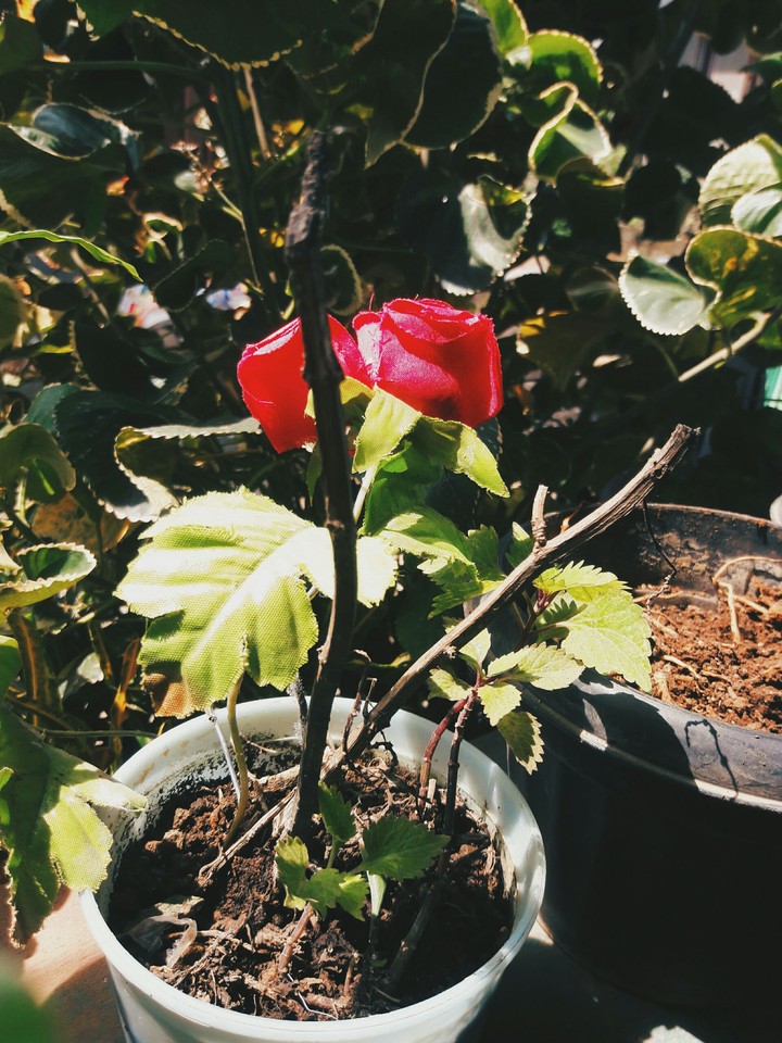 flower