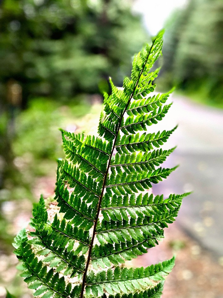 Leaf